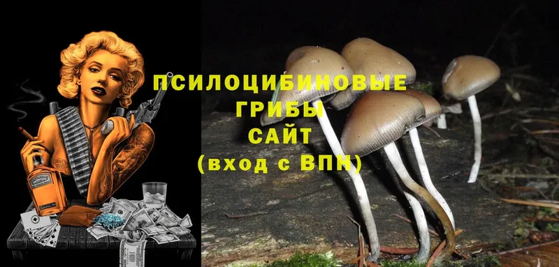 Псилоцибиновые грибы Psilocybe  Арск 